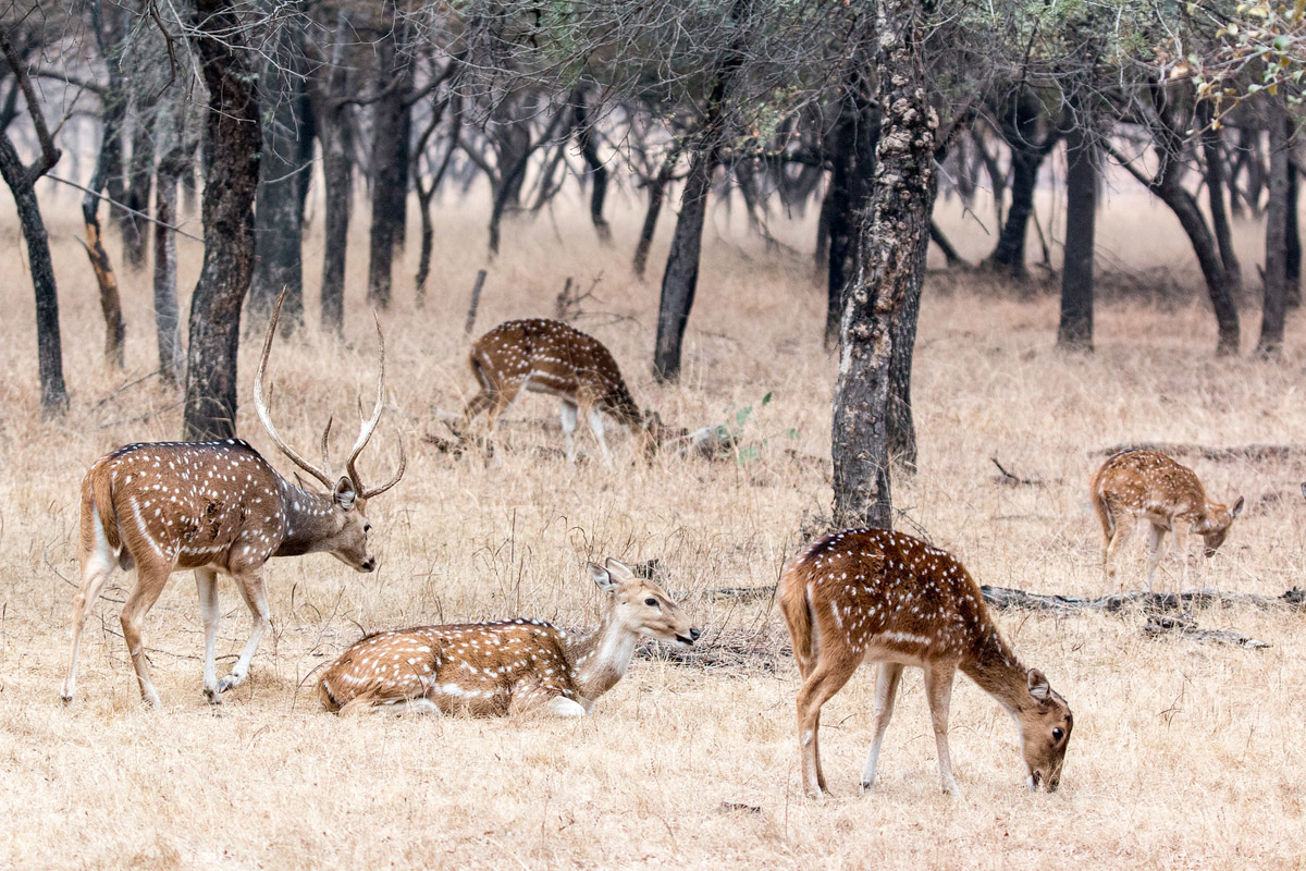 Deer at Ranthambore