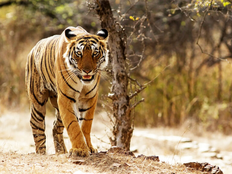 Rajasthan Wildlife Tour From Jaipur