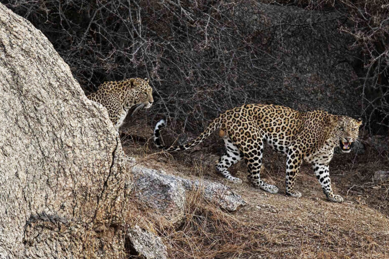 Jawai Leopard Safari